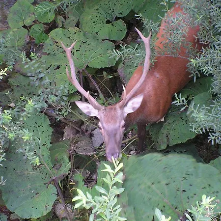 Il Vecchio Pescatore Hotel Villetta Barrea