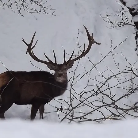 Il Vecchio Pescatore
