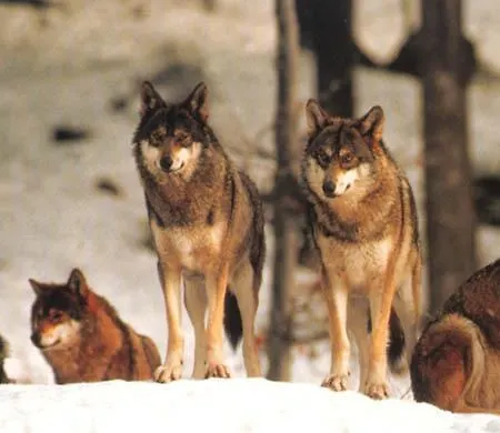 Il Vecchio Pescatore Villetta Barrea