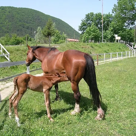 Il Vecchio Pescatore