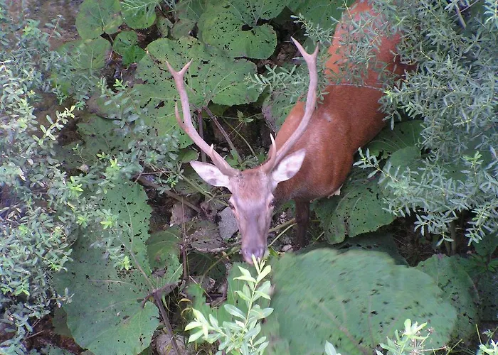Il Vecchio Pescatore Hotel Villetta Barrea