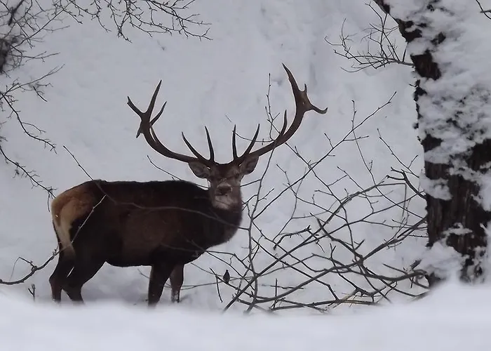 Il Vecchio Pescatore