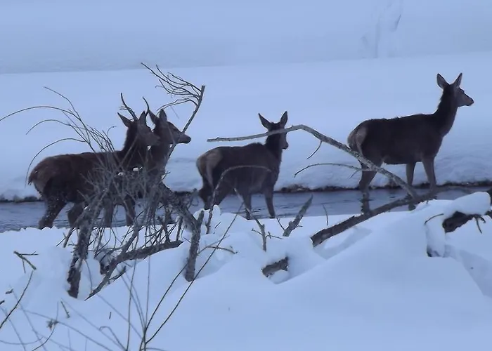 Il Vecchio Pescatore Villetta Barrea