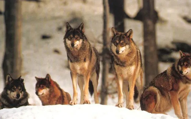 Il Vecchio Pescatore Villetta Barrea