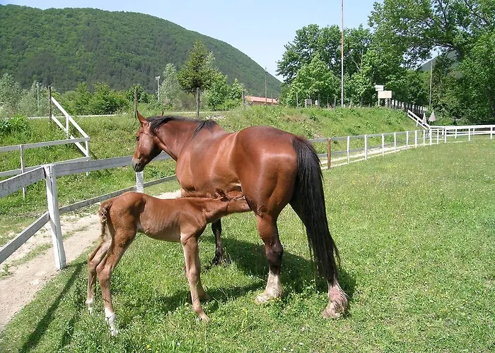 Il Vecchio Pescatore