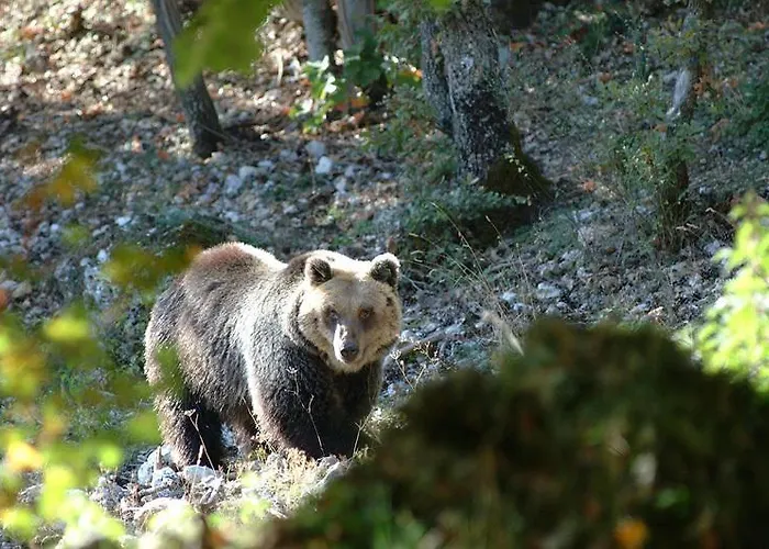 Il Vecchio Pescatore